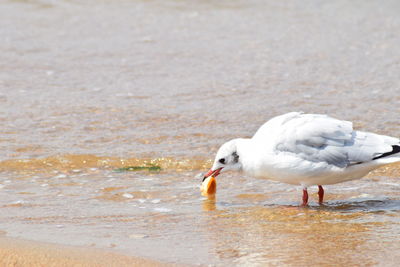 Side view of seagulls on beach