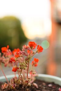 Close-up of orange flowering plant