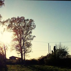 Bare trees on field