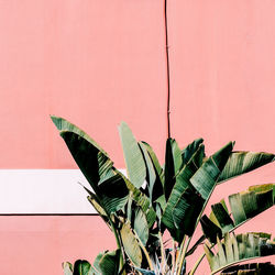 Low angle view of plant against wall