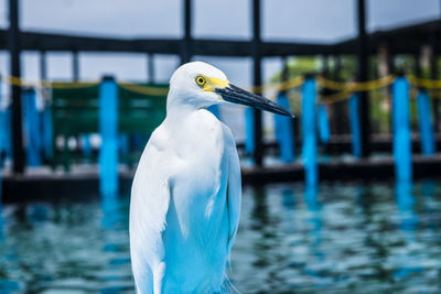 Close-up of seagull