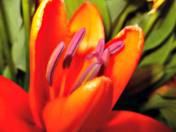 Close-up of red flower