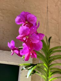 Close-up of pink flowering plant