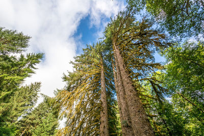 Low angle view of trees