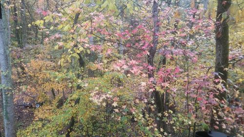 Plants growing on a tree