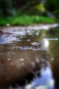 Close-up of wet puddle on land