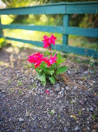 Close-up of plant growing outdoors