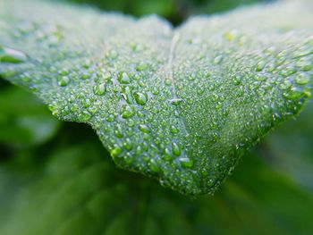 Close-up of raindrops on leaf