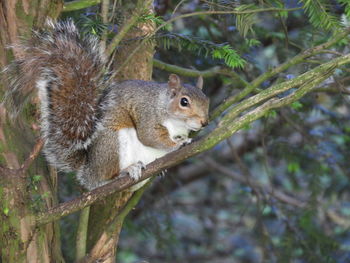 Squirrel on a tree