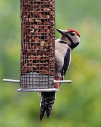 Close-up of bird perching on feeder