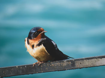 Close-up of bird perching on wood