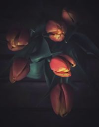 Close-up of orange rose against black background