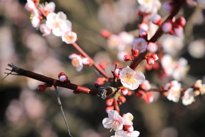 Close-up of japanese apricot blossoms in spring