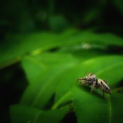 Close-up of insect on leaf