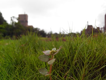 Close-up of plant growing on grassy field