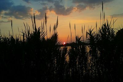 Silhouette of plants at sunset