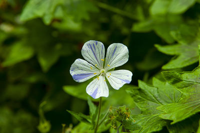 Close-up of flowering plant