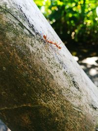 Close-up of ant on tree trunk