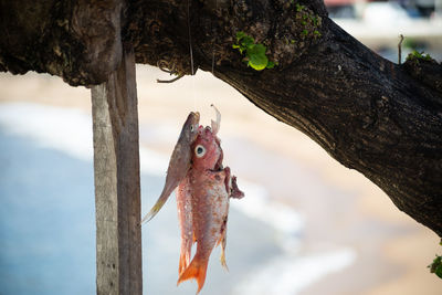 Fish hanging from a tree against the beach in the background. 