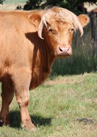 Cow standing in a field