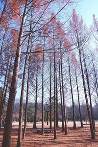 Low angle view of trees in forest against sky