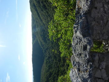 Scenic view of tree by sea against sky