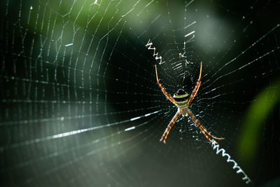 Close-up of spider web