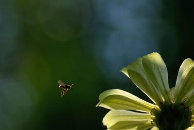 Close-up of insect on plant