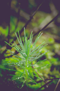 Close-up of wet plant