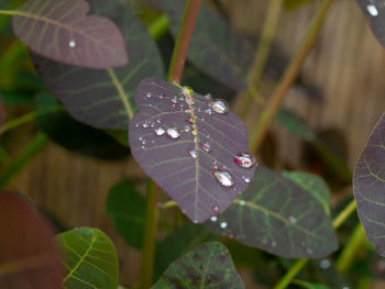 Close-up of wet plant leaves