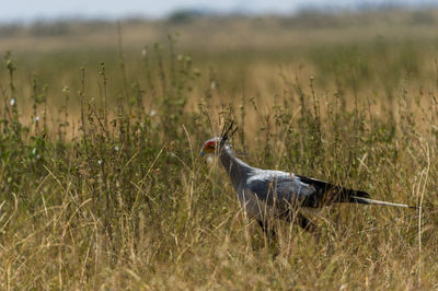 Bird on field