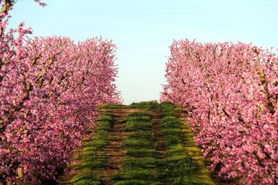 Pink flowers on tree