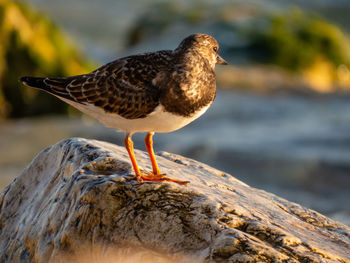 Close-up of bird perching on rock