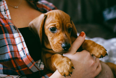 Close-up of person holding puppy