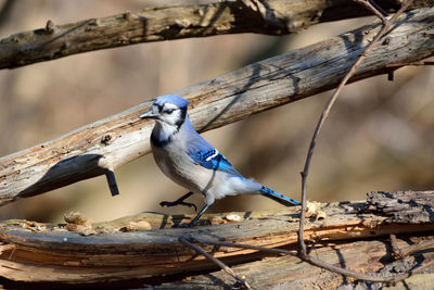 Close-up of bird perching on branch