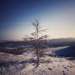 Bare tree against clear sky during winter