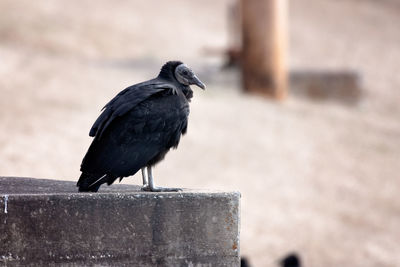 Close-up of bird perching on wood