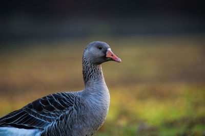 Close-up of greylag goose