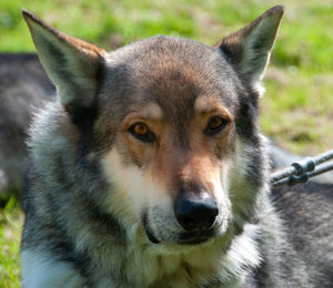 Close-up portrait of a dog