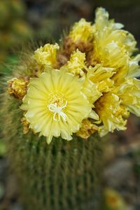 Close-up of yellow flowering plant