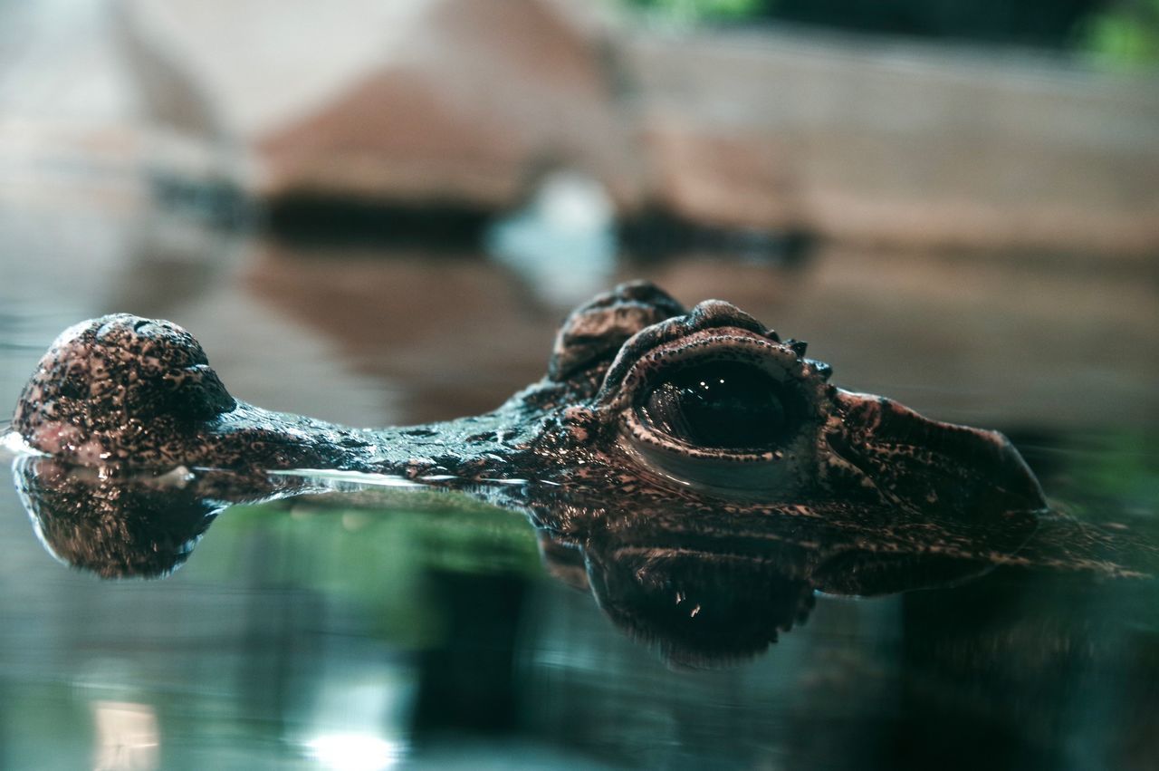 water, animal themes, animal, reflection, one animal, close-up, reptile, crocodile, animal wildlife, no people, lake, animal body part, vertebrate, nature, animals in the wild, selective focus, focus on foreground, swimming, animal head, animal eye, marine