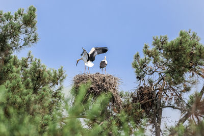 Low angle view of bird flying in the sky