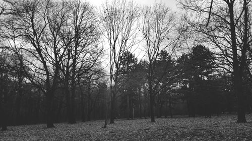 Bare trees on landscape