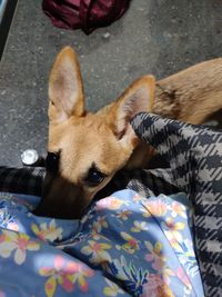 Close-up portrait of dog relaxing outdoors