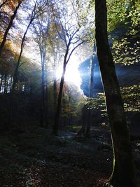 Trees in forest