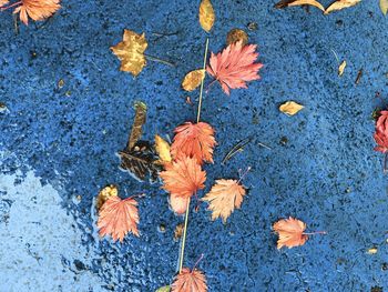 High angle view of maple leaves on plant during autumn