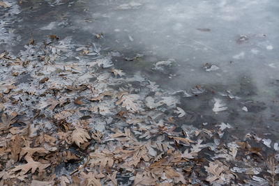 High angle view of autumn leaves