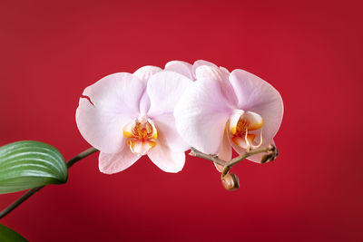 Close-up of white rose against red background