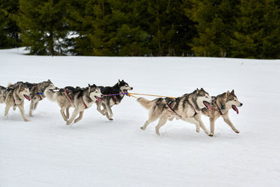Running husky dog on sled dog racing. winter dog sport sled team competition. siberian husky dogs 