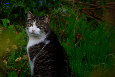 Portrait of cat